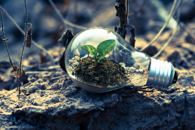 Lightbulb sitting on soil in front of budding plant leaf.