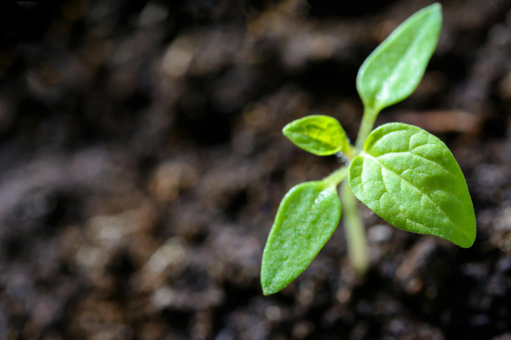 A green plant emerging from soil.