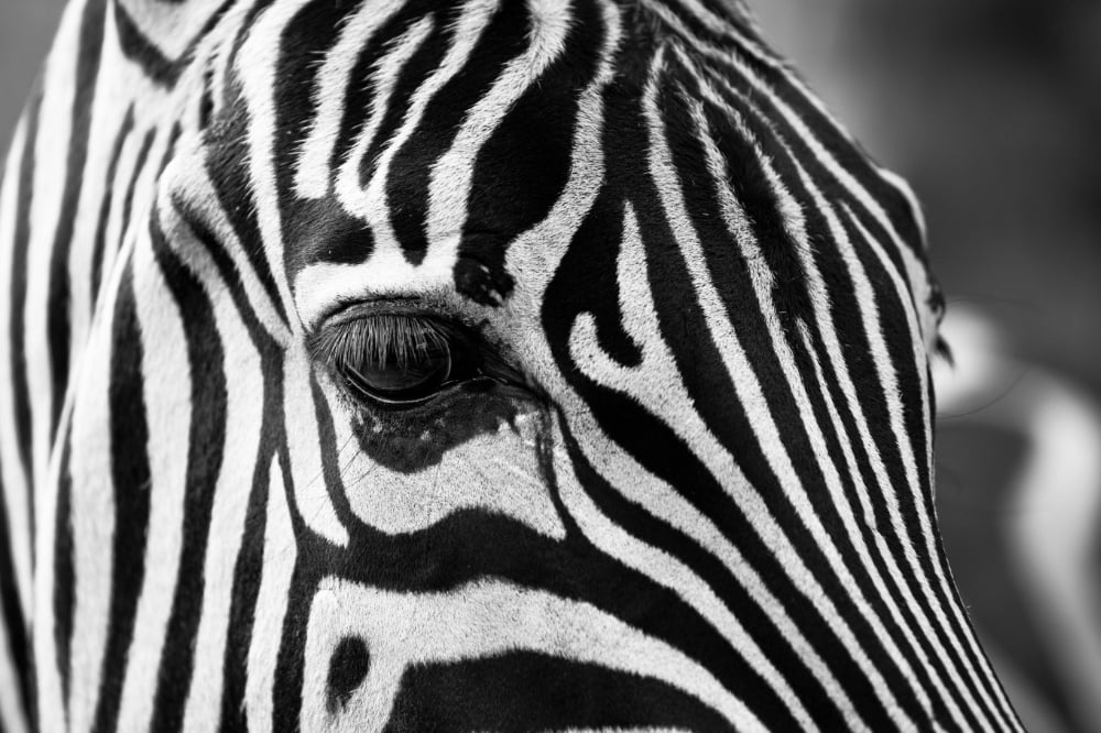 Close up of a Zebra's face.