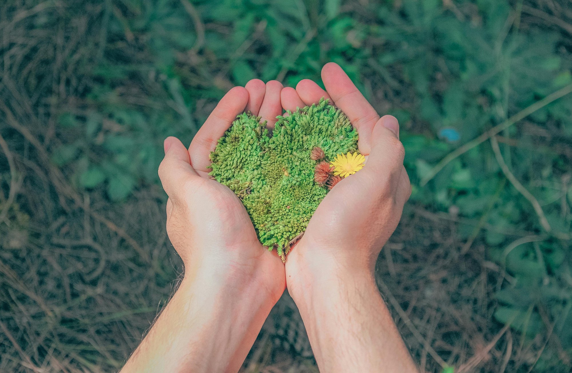 Person holding moss in their hands in the shape of a heart.