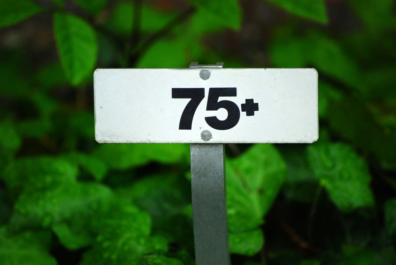 A small sign with '75+' written on it, with green plants in the background.