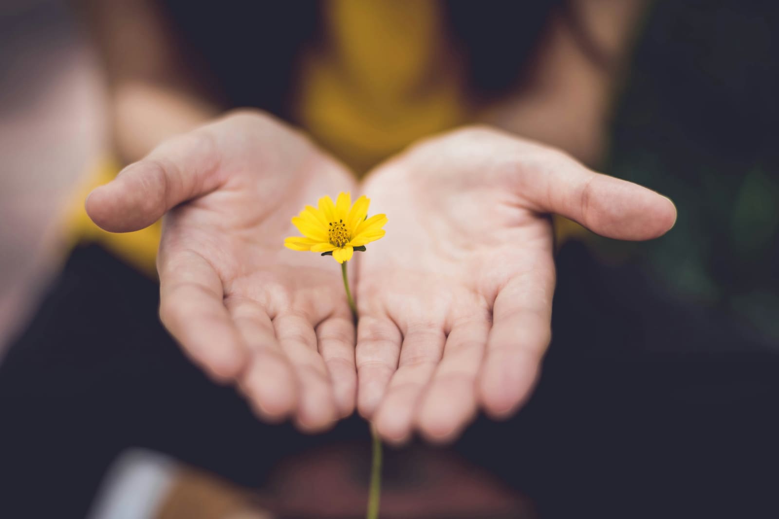 Two outstretched hands with buttercup in between them.