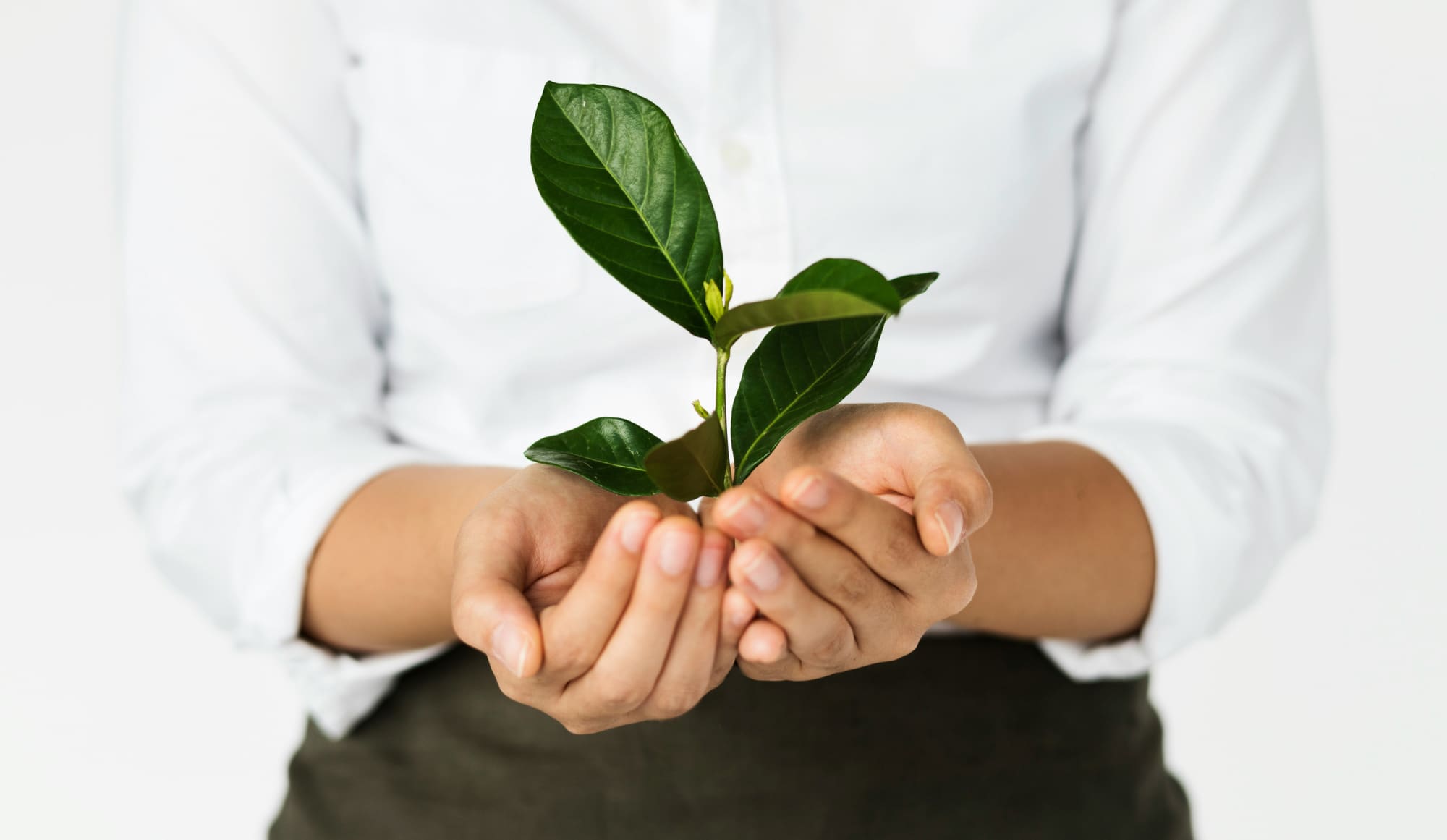 A person standing with hands together holding a small green plant.