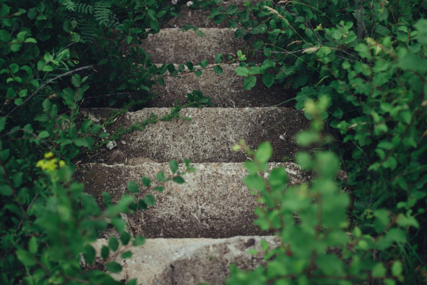 Stone steps surrounded by overgrown green plants.