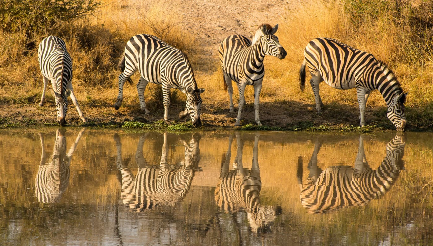 Four zebras side by side drinking at a watering hole.