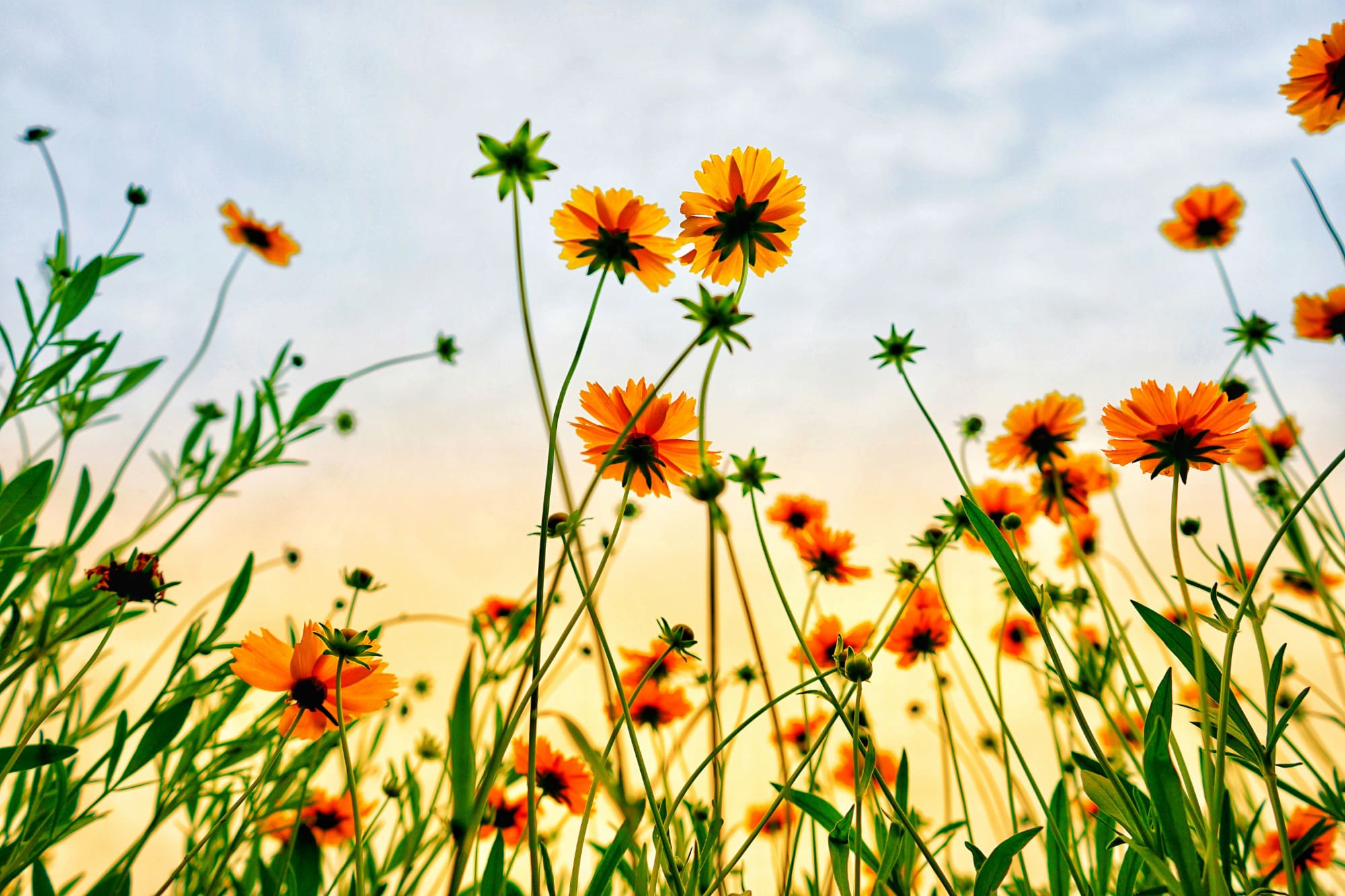 Yellow meadow flowers with blue sky behind them.