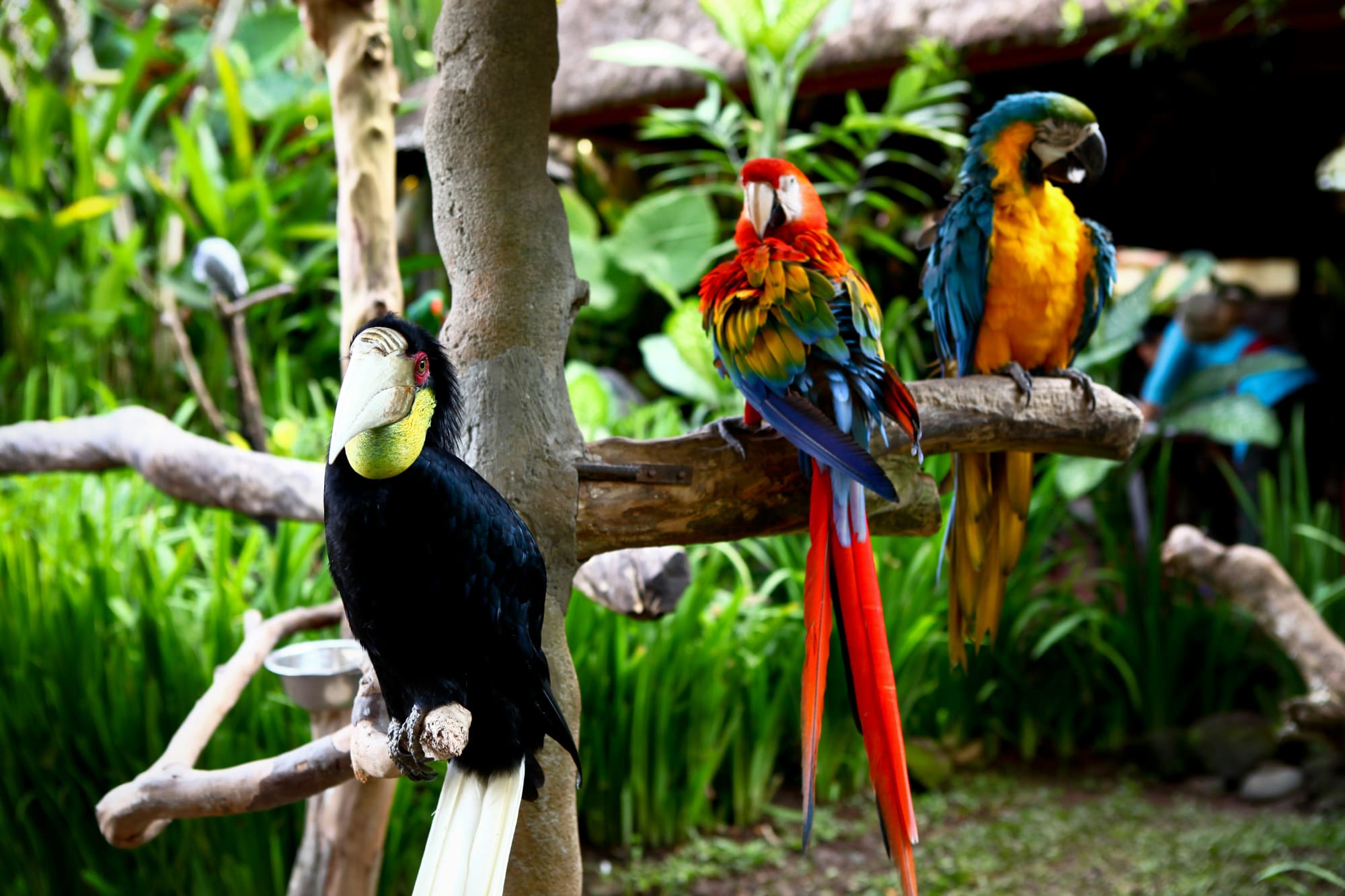 Two parrots and a tucan sitting on tree branches in the jungle