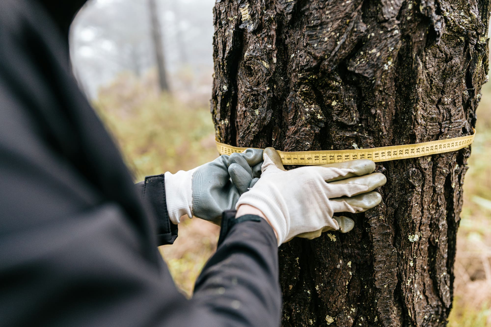 A person measuring the circumference of a tree trunk with a tape measure.